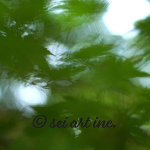 Maple Abstraction | もみじ 抽象 アブストラクト