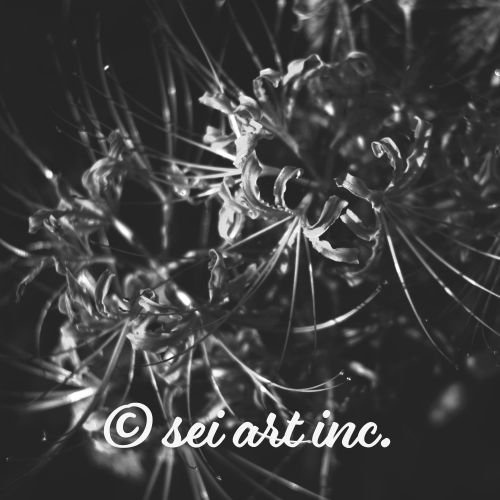 Red Spider Lily (B&W) | 彼岸花 ヒガンバナ モノクロ