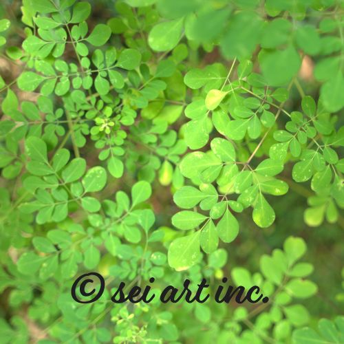 Green Leaves in Nature | 葉 緑 自然
