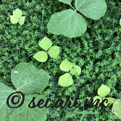 葉と雑草　緑　自然　写真デザインの商品リンク