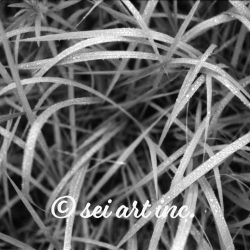 Weeds (B&W) | 雑草 モノクロ