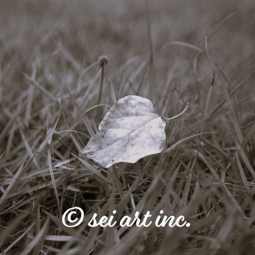 Yellow Fallen Leaf (B&W) | 黄色い落葉 モノクロ