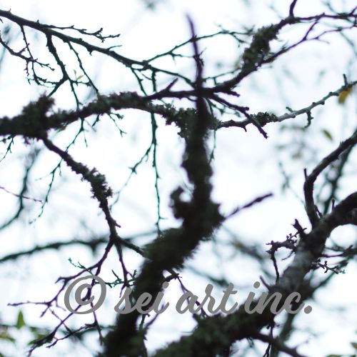 葉が落ちてしまった木