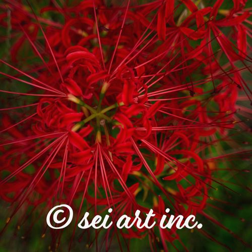Red Spider Lily | 彼岸花