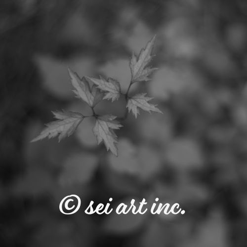 plant (B&W) | 植物 モノクロ