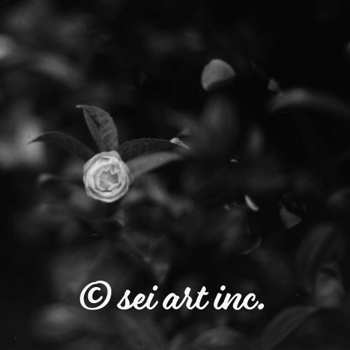 Camellia Flower (B&W) | 椿 ツバキ モノクロ