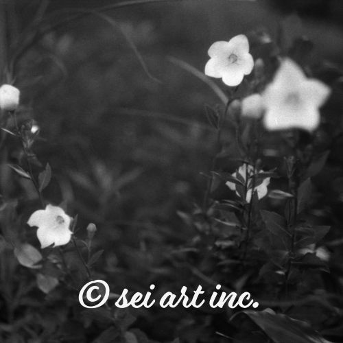 Balloon Flower (B&W) | 花 モノクロ