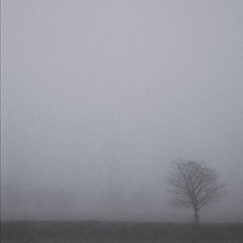 霧の中に浮かぶ木