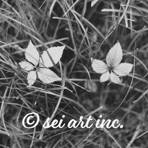 アマチャヅル（モノクロ）