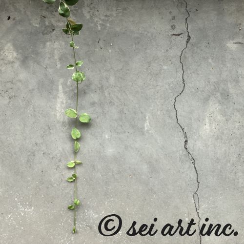 ツルとひび割れ　デザインの商品リンク