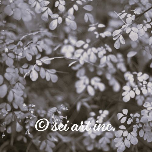 Matsukazesou (B&W) | マツカゼソウ モノクロ