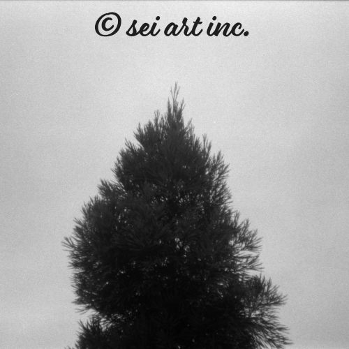 Fog and Trees (B&W) | 霧と木 モノクロ