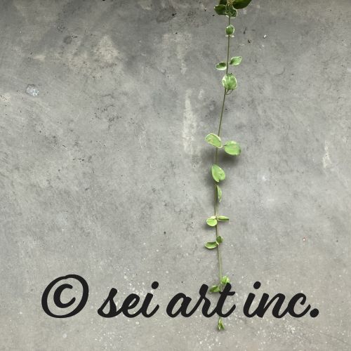 ツル　vine　デザインの商品リンク