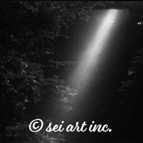 Sunlight Filtering Through Trees (B&W) | 木漏れ日 木 モノ