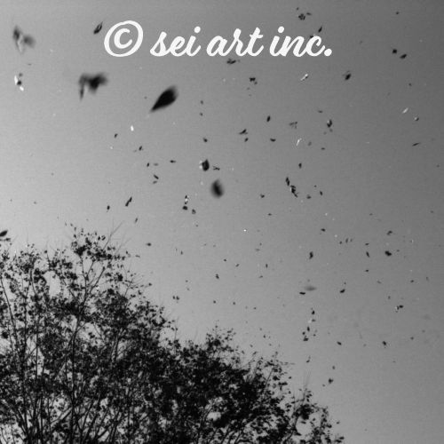 Leaves Dancing in Wind (B&W) | 風で舞う落葉 モノクロ