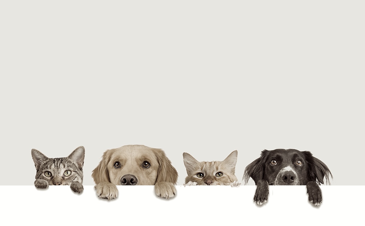 どうぶつたちへの贈り物