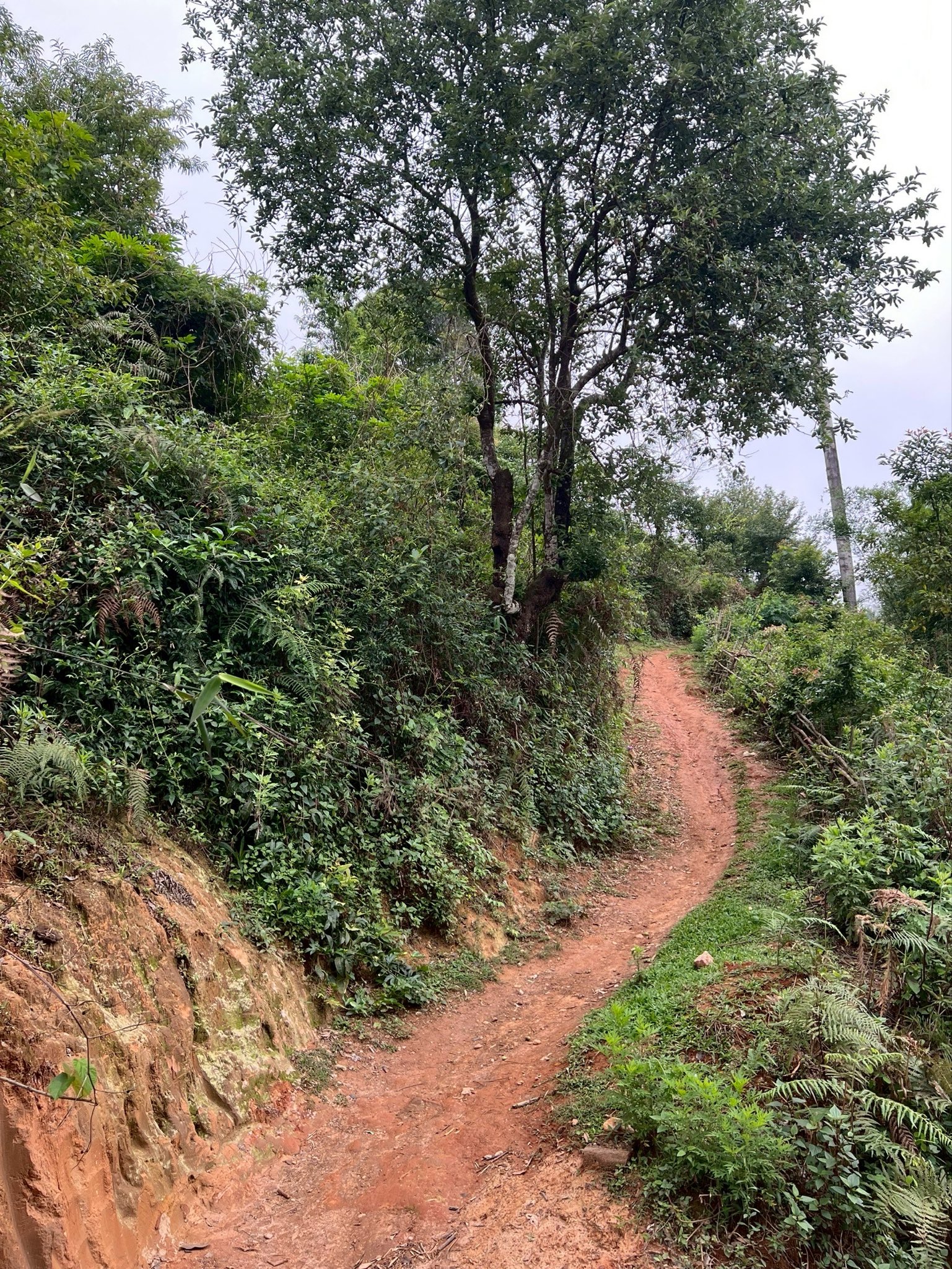 ベトナム採集＃1