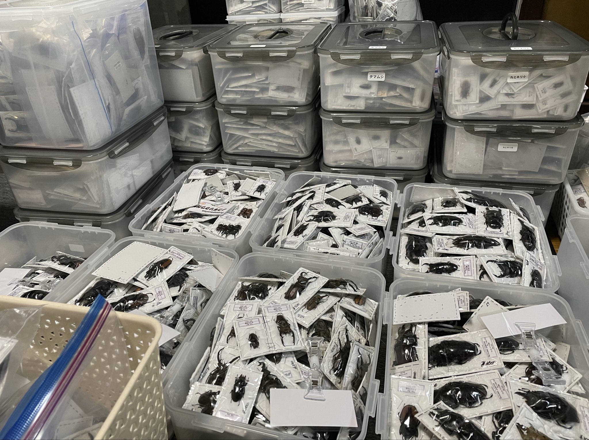 インセクトラバーズの準備中です