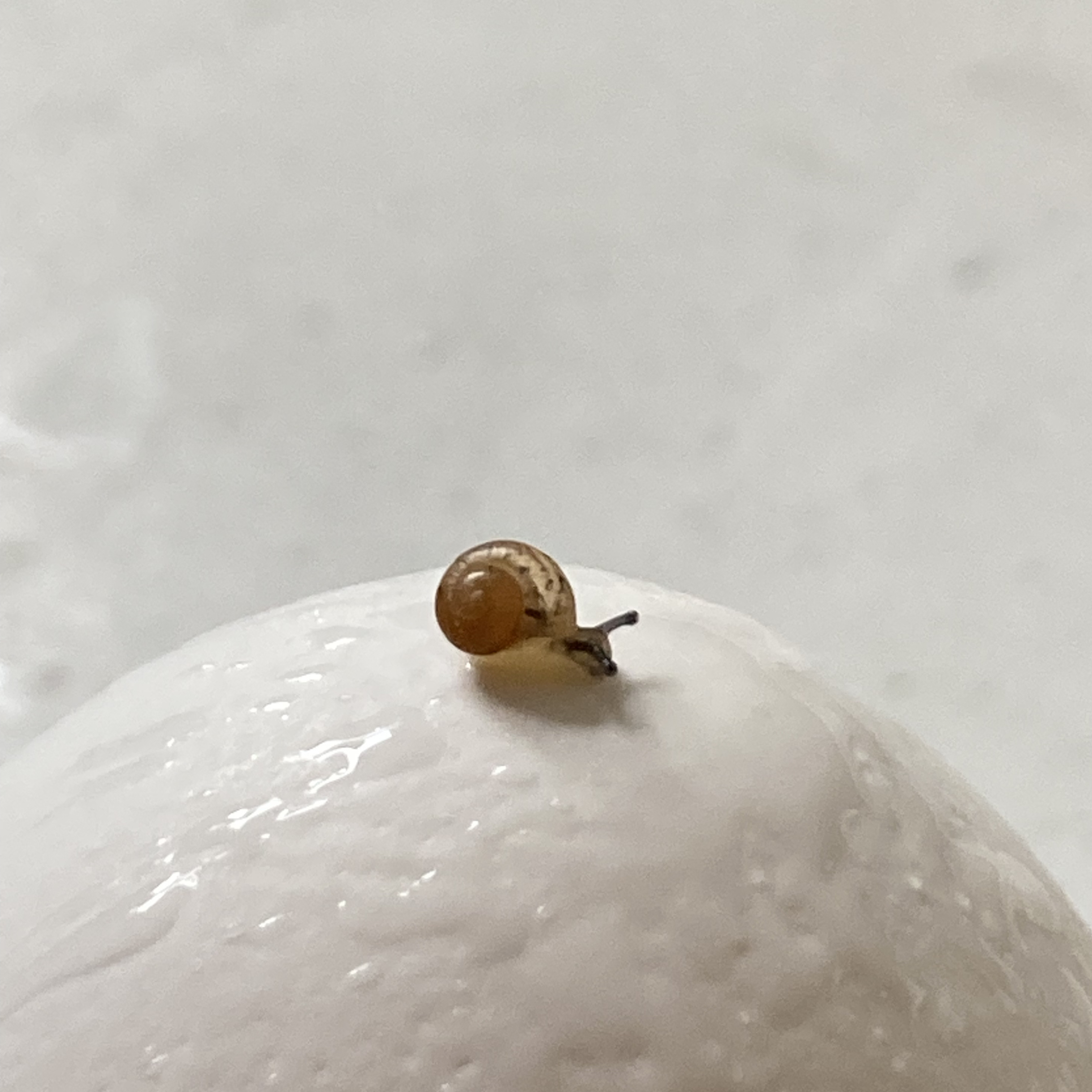 こつむ舎のこだわり「カタツムリは卵から育てています🥚」