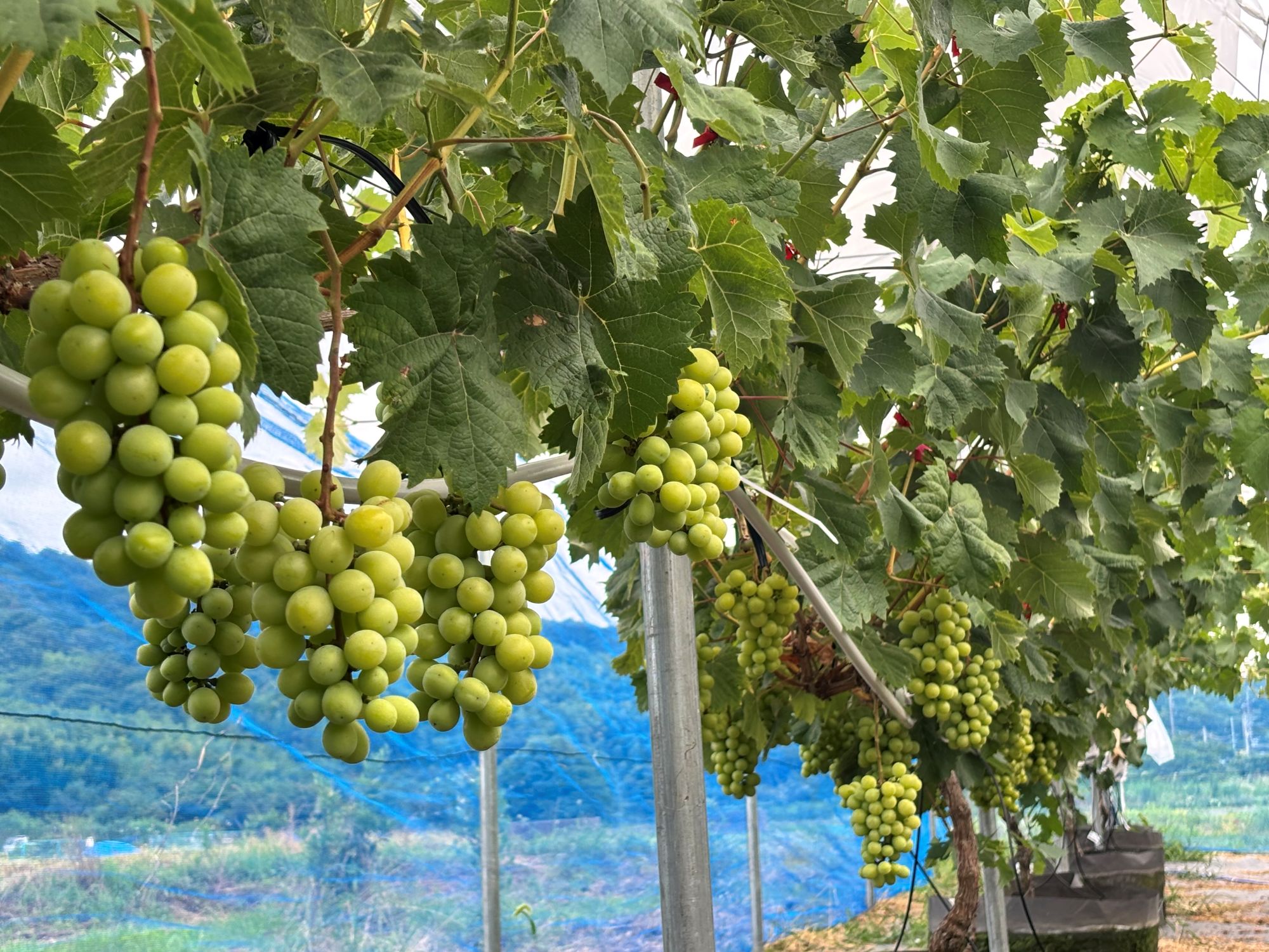 すこやか自然農園のブログ
