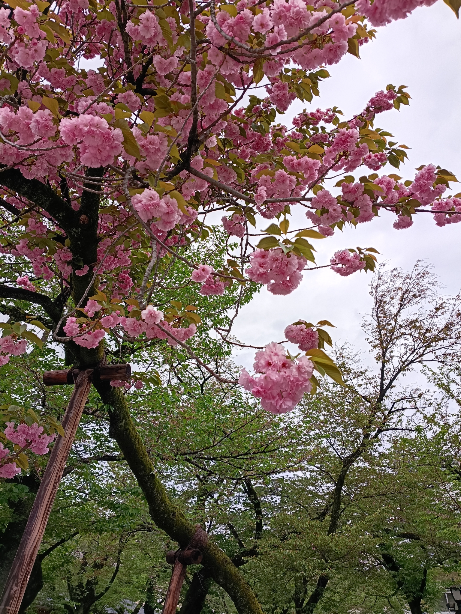 何桜でしょうか？