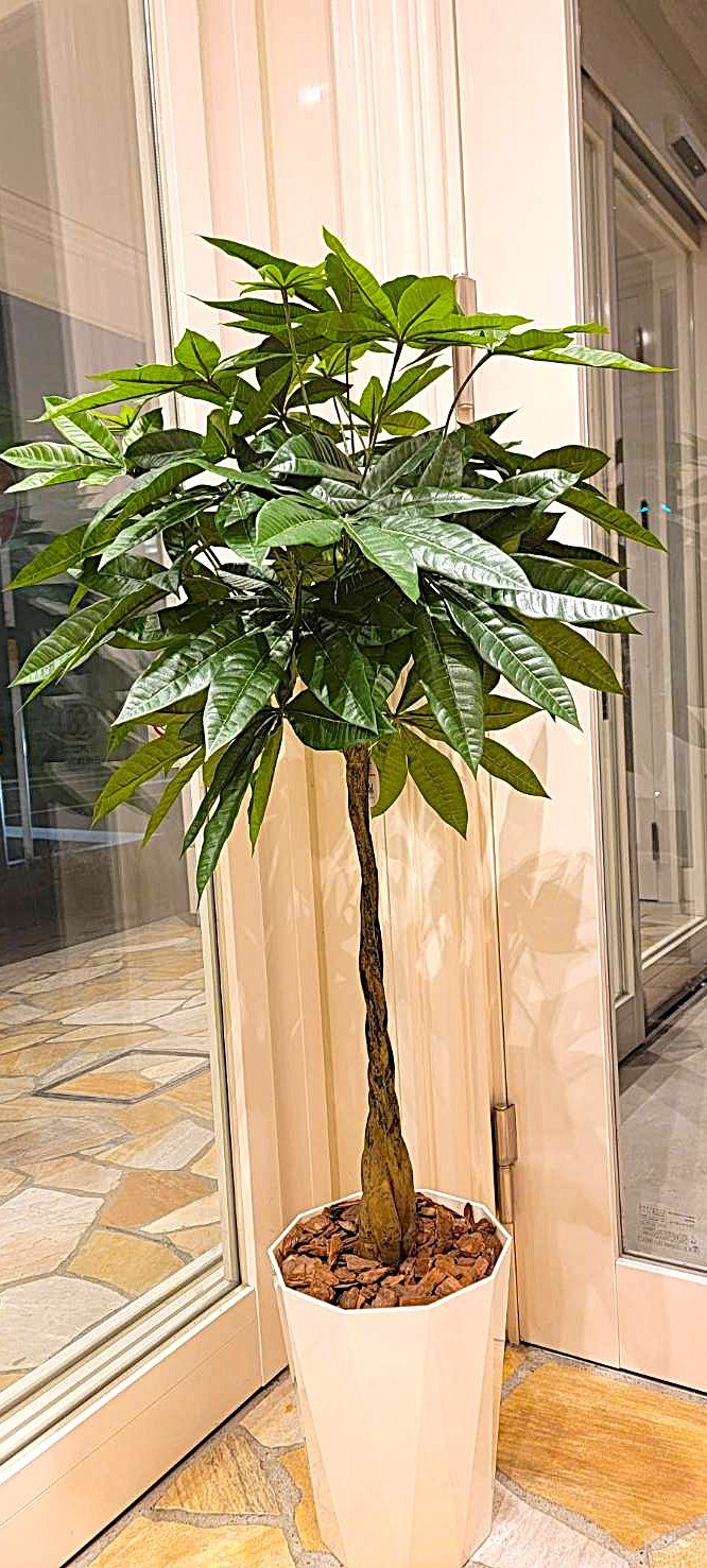 ※ブログはココをクリックして▶☆横浜のトレンド・新世代人工植物☆
