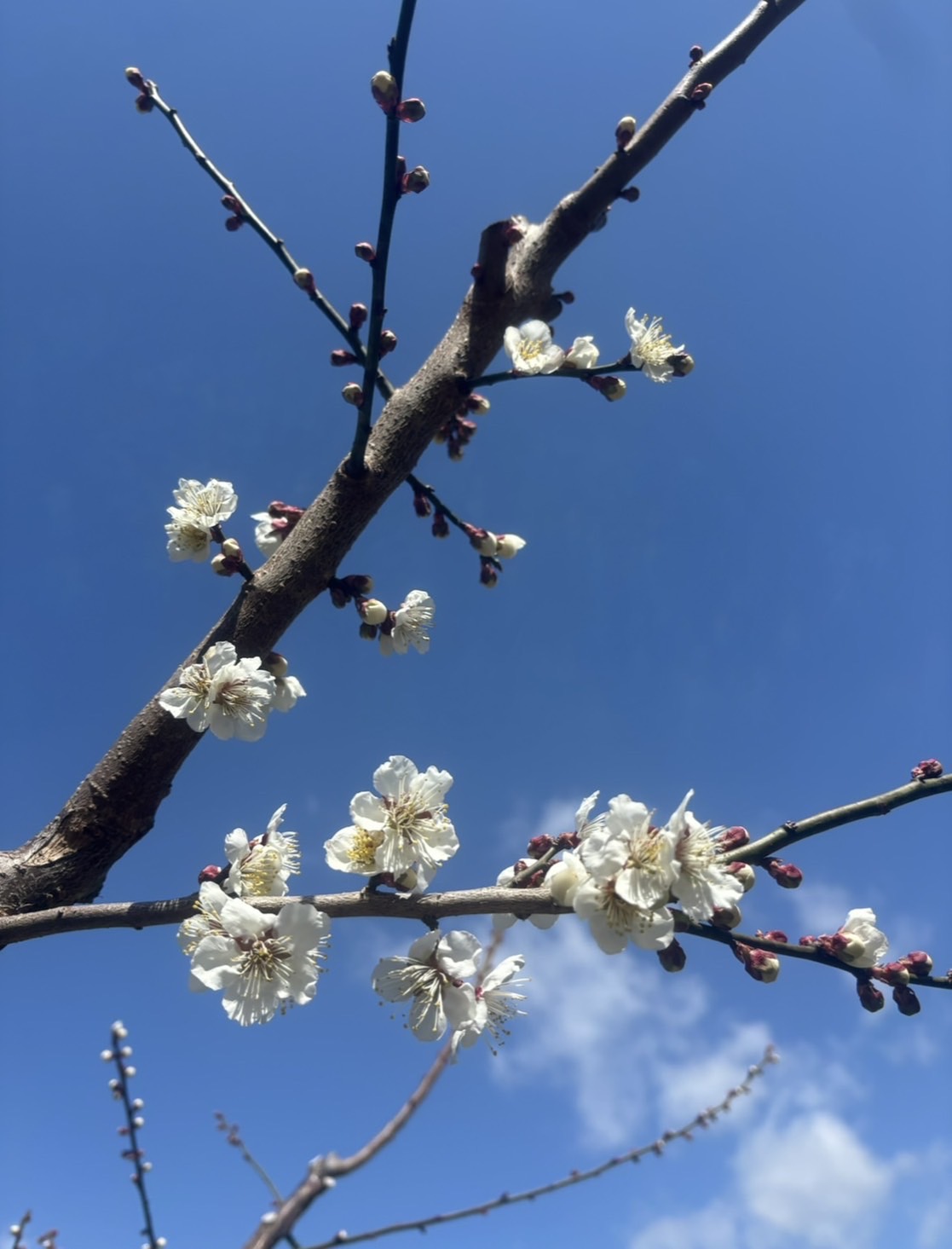 3月 梅の花