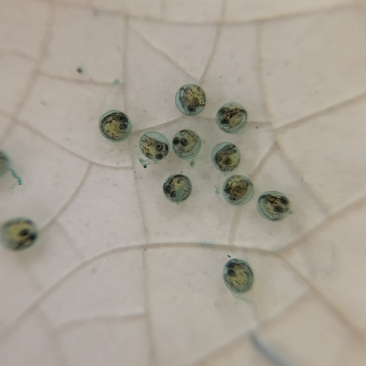 メダカの卵から針子（孵化直後の稚魚）まで