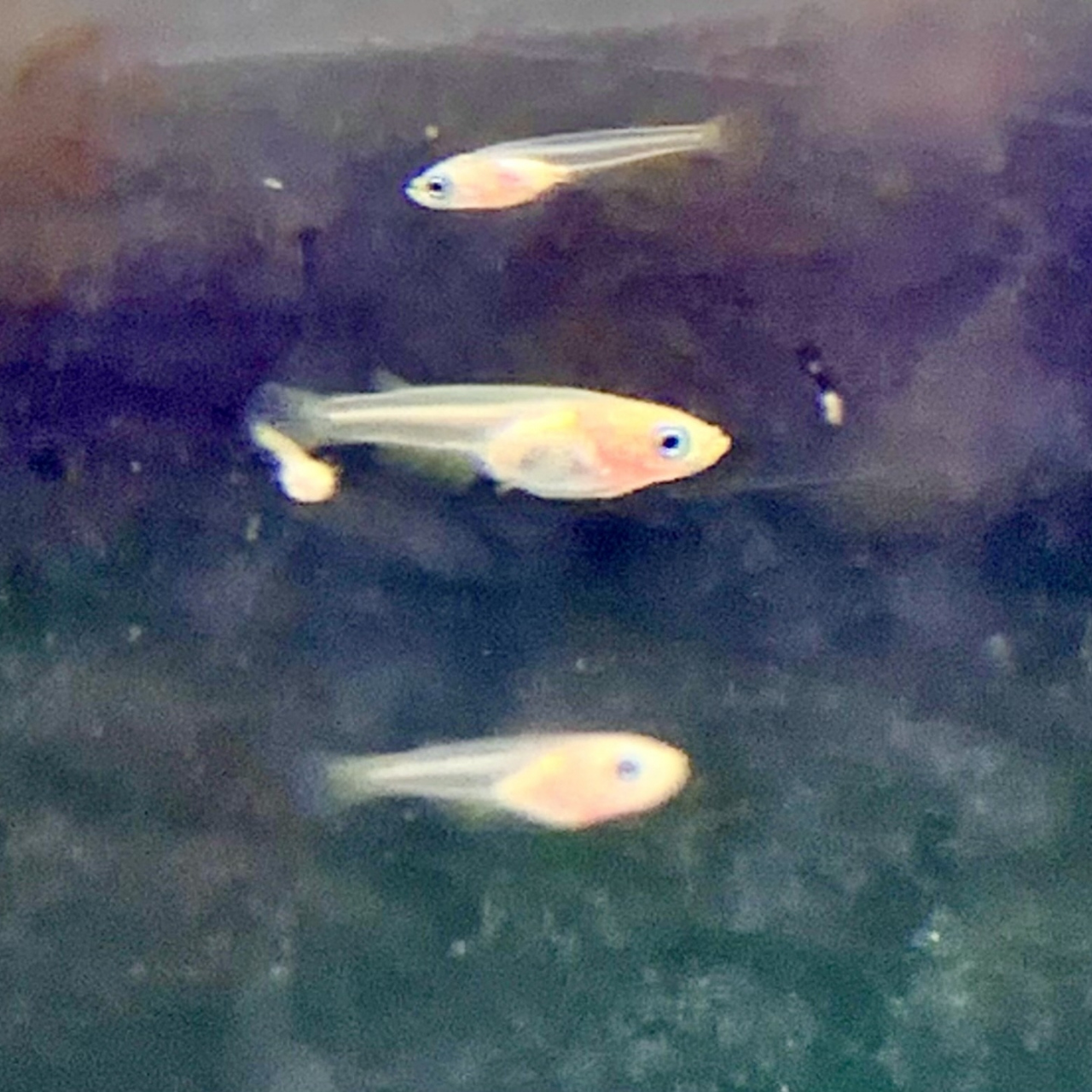 稚魚から若魚まで（2ヶ月ごろまで）
