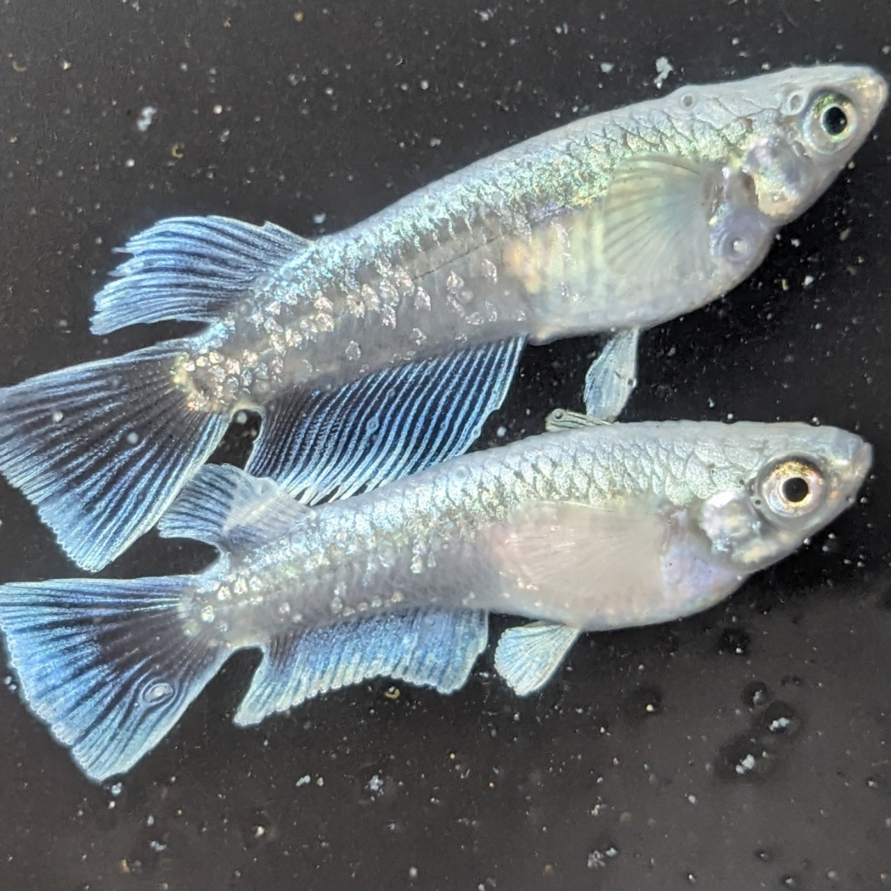 成魚になる（3ヶ月から2年まで）