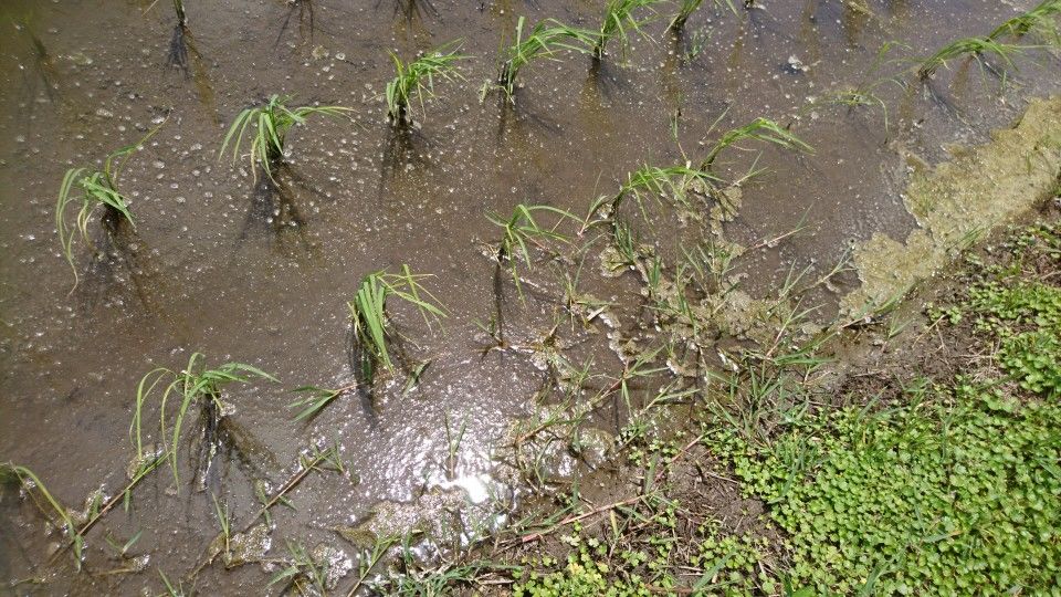 [2020/05/13]　稲もぐんぐん育ちますが、雑草も負けずに伸びてます！