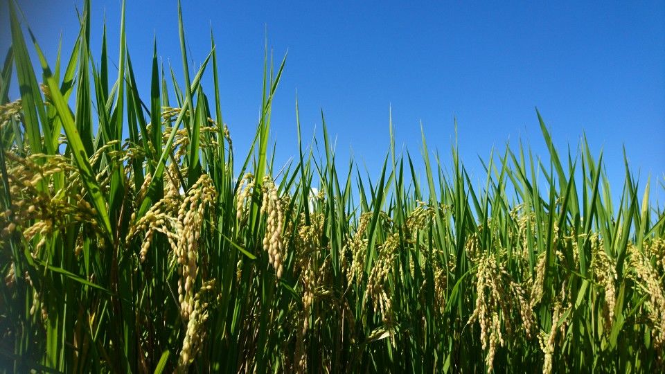 [2019/07/31]　〝なつほのか〟育ってます！