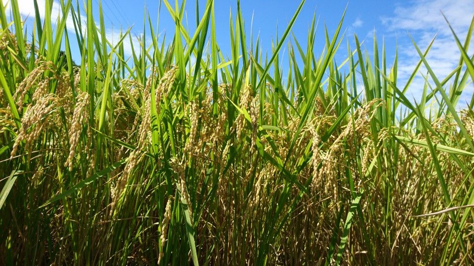 [2020/08/11]　稲刈りが始まります！