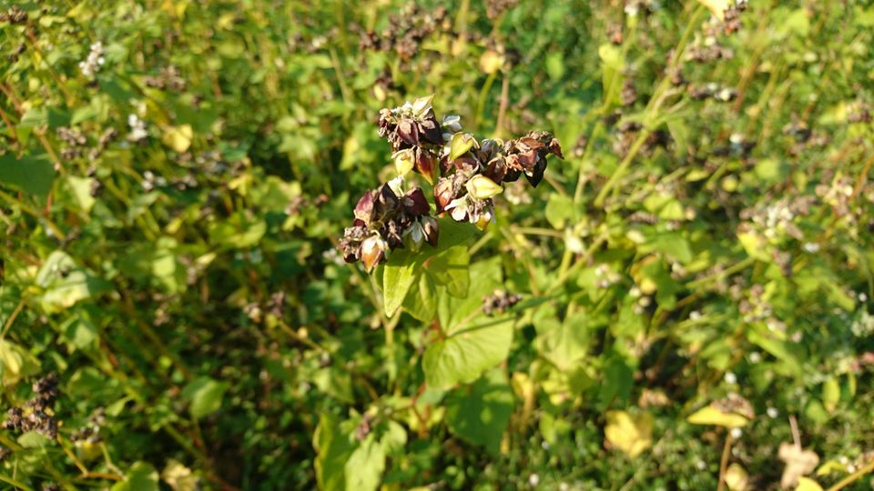 [2020/11/25]　そばの生育状況！