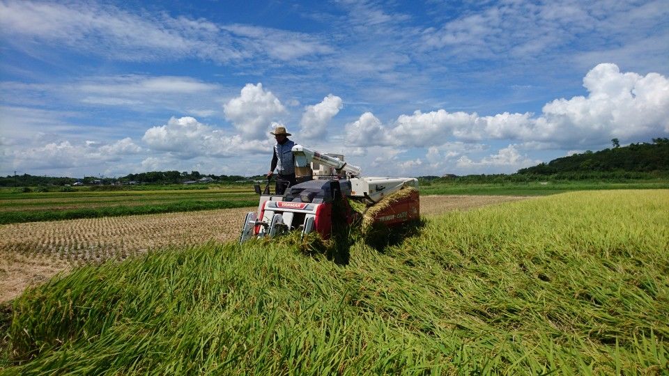 [2020/08/12]　稲刈りスタート‼