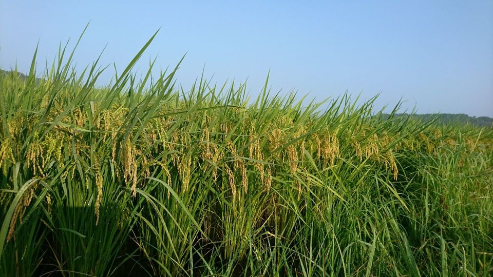 [2020/08/04]　収穫間近～②