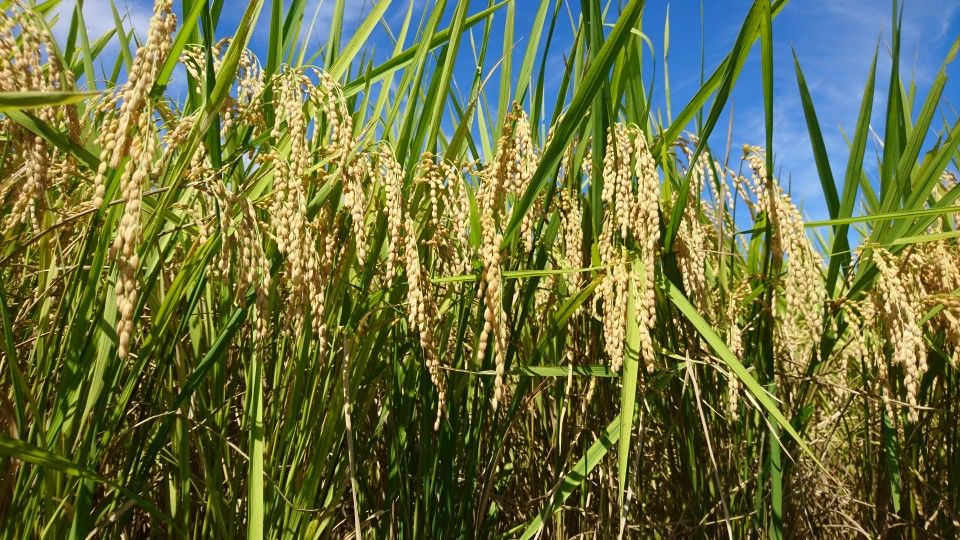[2020/08/13]　今日は予定変更☆