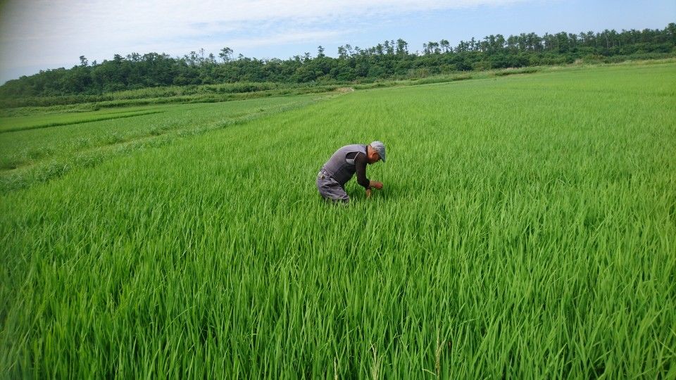 [2020/06/16]　大きくたくましく育ってます！
