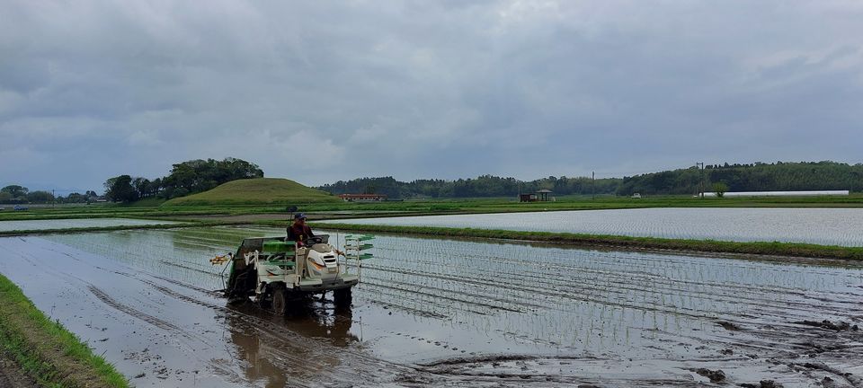[2023/04/27]　令和5年産なつほのかの苗を植えました！