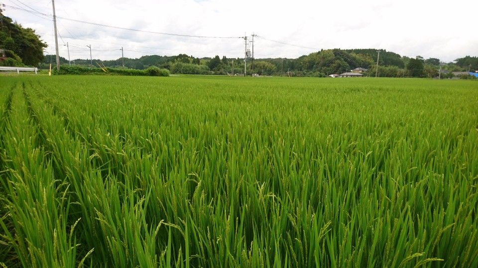 [2020/07/12]　梅雨明けはまだ・・・