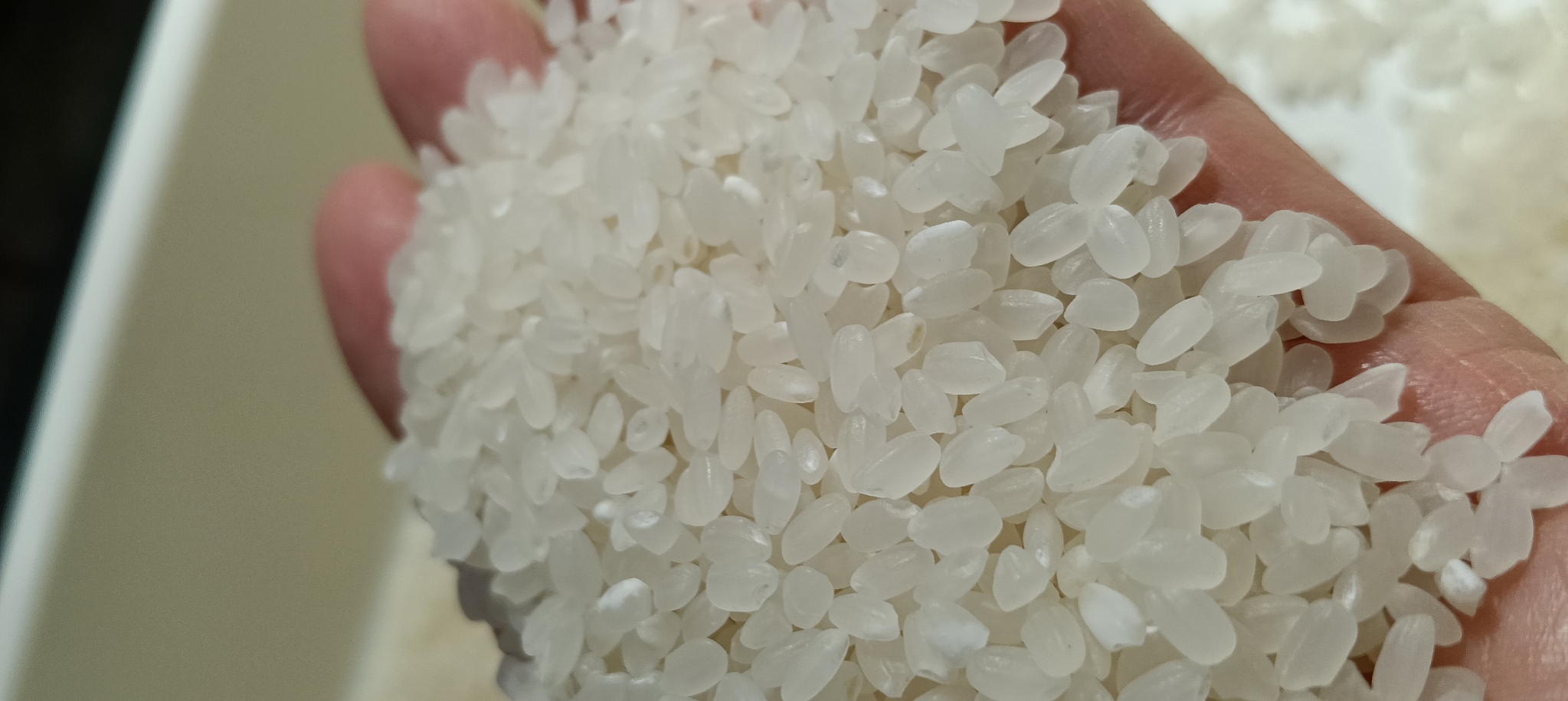 令和7年産なつほのか・【幸せ米】