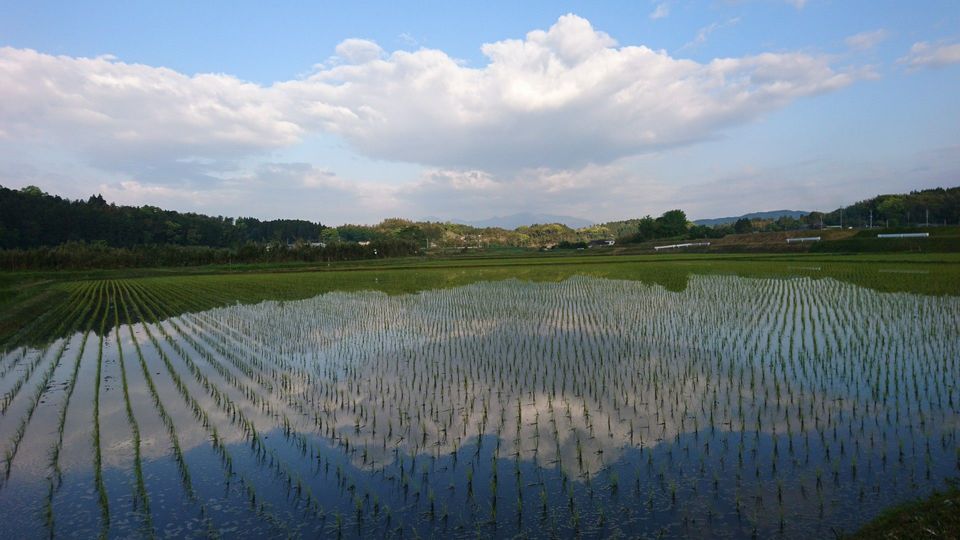 [2020/04/28]　今日の田んぼは...