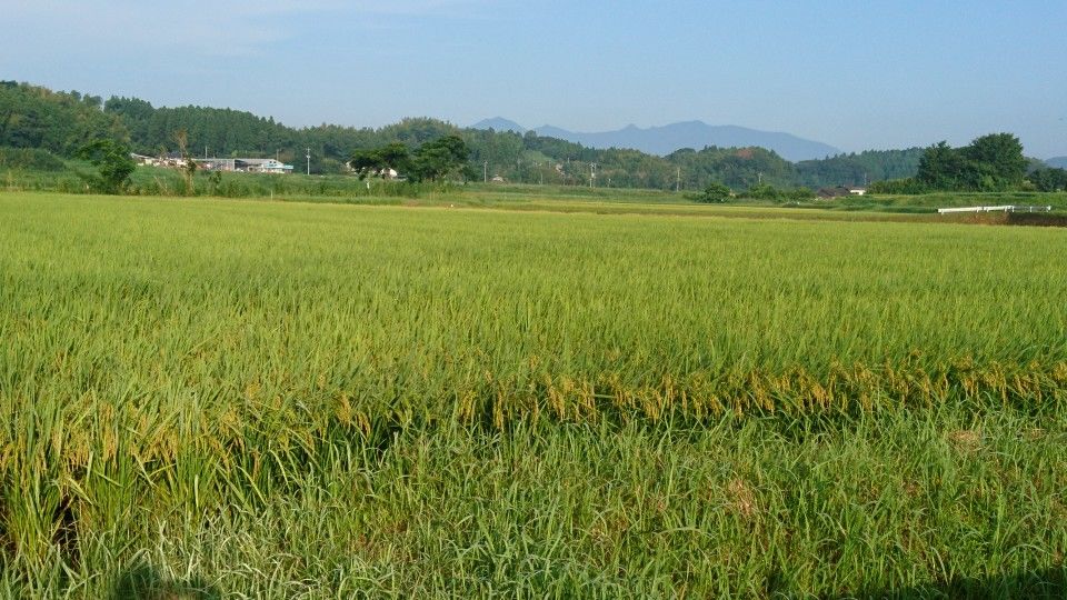 [2020/08/02]　収穫間近～