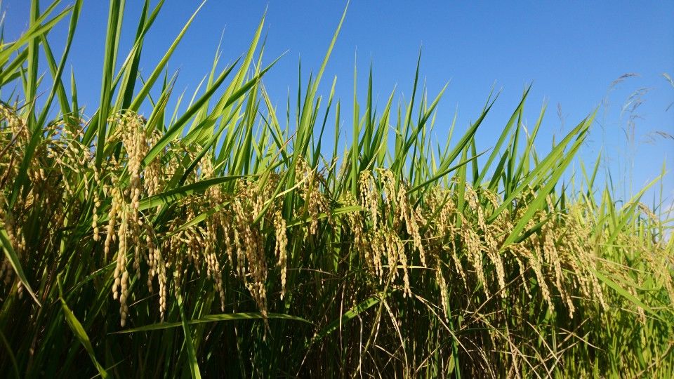 [2020/08/08]　収穫間近～③