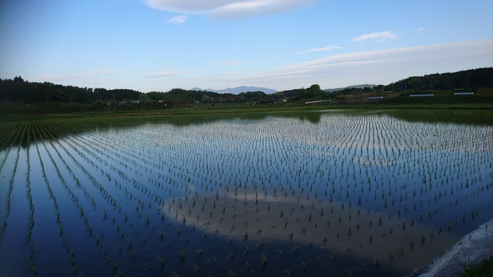 [2020/04/22]　田植えから2週間！