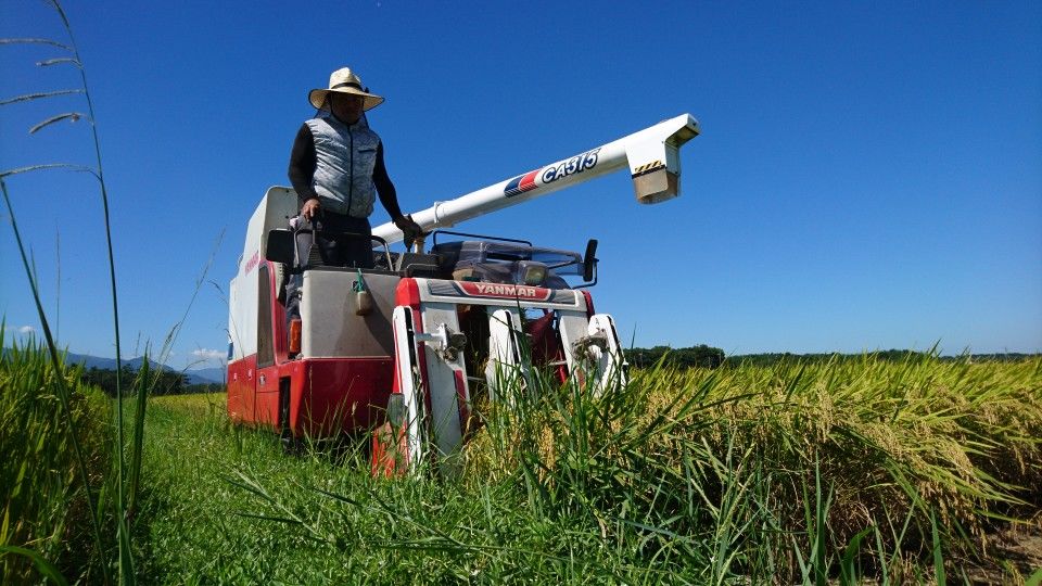 [2020/08/16]　稲刈り再開！