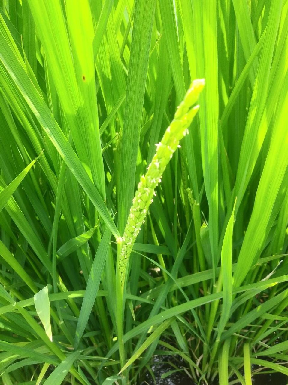 [2021/07/16]　なつほのかの花が咲きました！