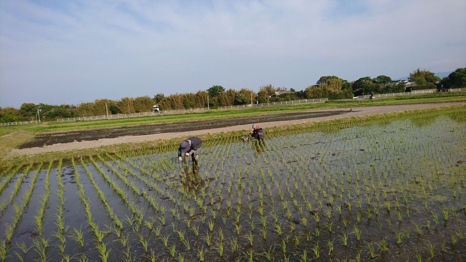 [2020/05/02]　美味しいお米に育つように！