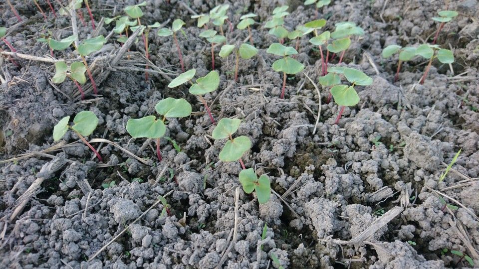 [2020/11/25]　そばの生育記録！