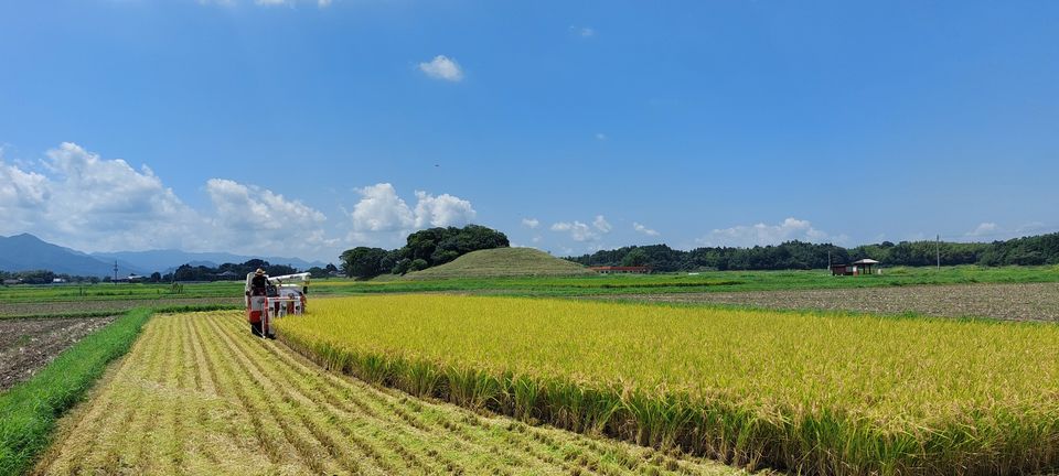 [2022/08/24]　令和4年稲刈り終了しました！